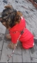 Дрехи за малки кучета, снимка 2