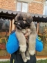 Кавказка овчарка, снимка 6