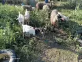 Агнета, шилета,ярета , снимка 5