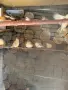 Зеброви амадини Финки ,валнисти папагали , снимка 3