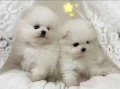 Померан babyface бели пухчета, снимка 1