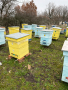 Продавам пчелни семейства с многокорпусен кошери, снимка 17