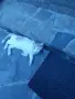 Подарявам малки котета, снимка 2