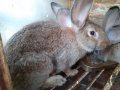 Продавам женски и мъжки зайци на 4 месеца полувеликани, снимка 1 - Декоративни зайчета - 41850889