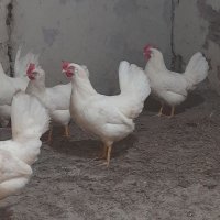 Продавам пилета Бял Легхорн., снимка 4 - Патици и гъски - 40682053