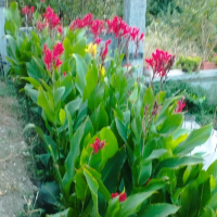 продавам луковици червена Канна, снимка 2 - Градински цветя и растения - 44760949