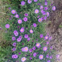 Цветя Астра алпийска – за ранно пролетно засаждане в градината, снимка 6 - Разсади - 41046622