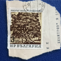 БЪЛГАРИЯ 1966 - ВЕКОВНИ ДЪРВЕТА, снимка 1 - Филателия - 36265345