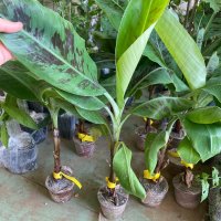 Банан Grand Nain Alata Azman Chikita Производствени Ядливи сортове, снимка 2 - Градински цветя и растения - 40714494