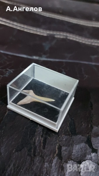 Фосил , снимка 1