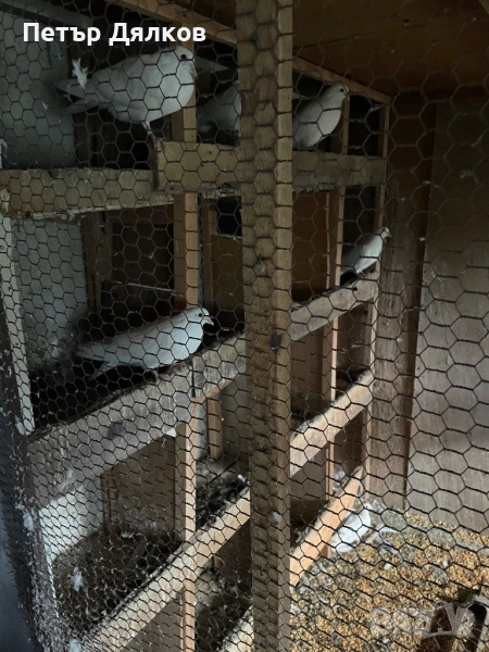 Продавам гълъби, снимка 1