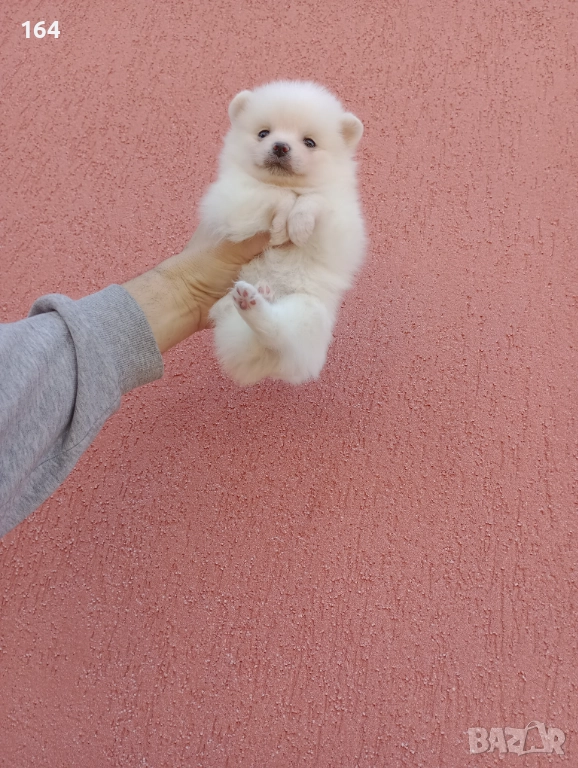 Померан. Бяло момченце.Реални снимки от 29.12.25 г. , снимка 1