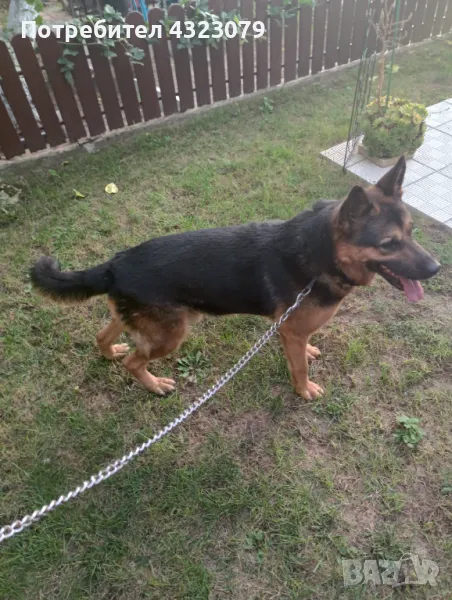Немска овчарка само сега побързайте , снимка 1