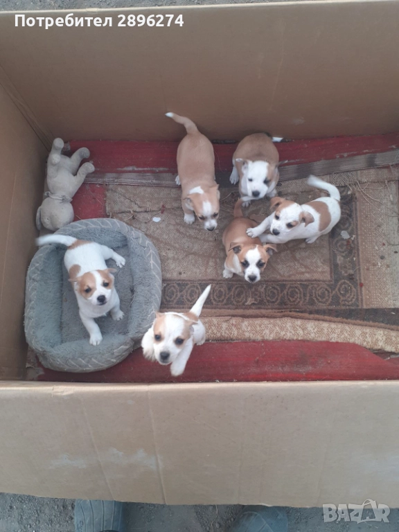 Домашен любимец , снимка 1