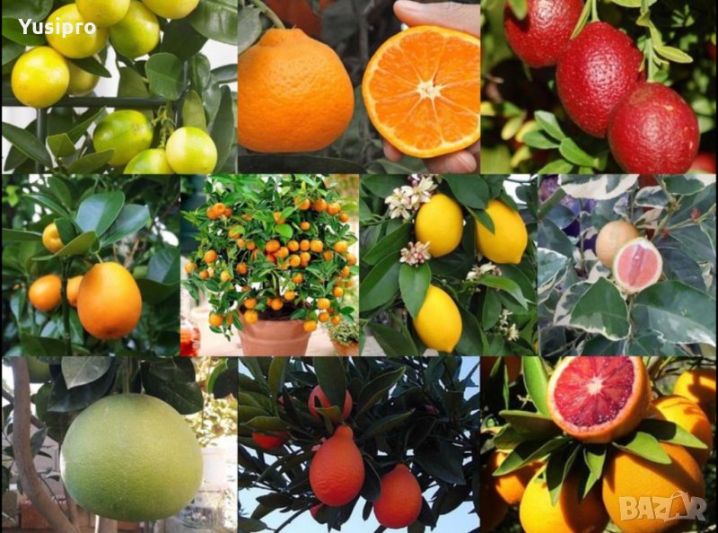 Лимон Мандарина Портокал Помело Лайм Лаймкуат Кумкуат Мандаринкуат, снимка 1