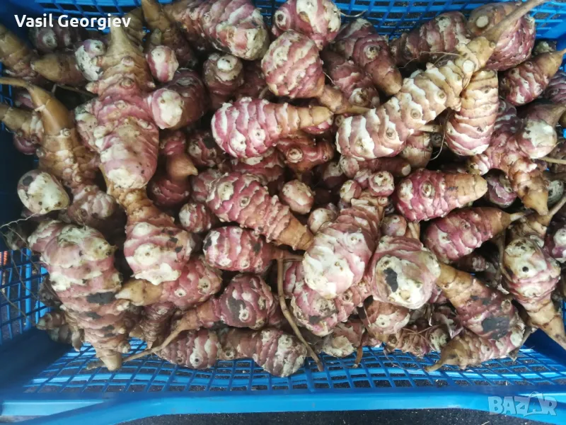 Земна ябълка. Ералма. Гулия. Йерусалимски Артишок, снимка 1