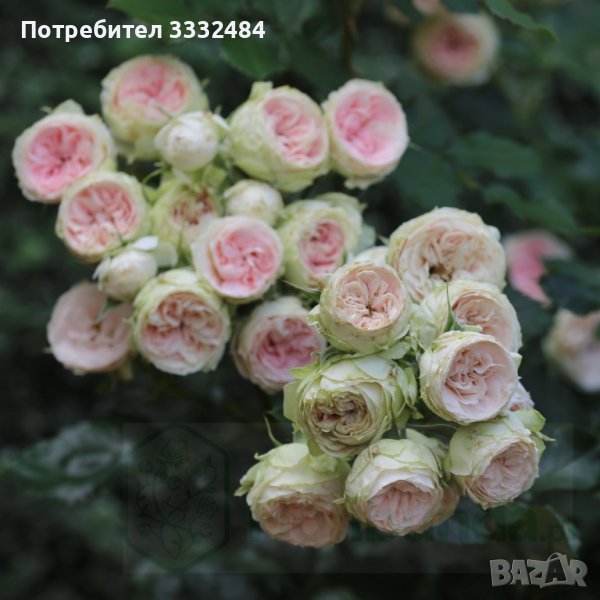 Роза 1, снимка 1