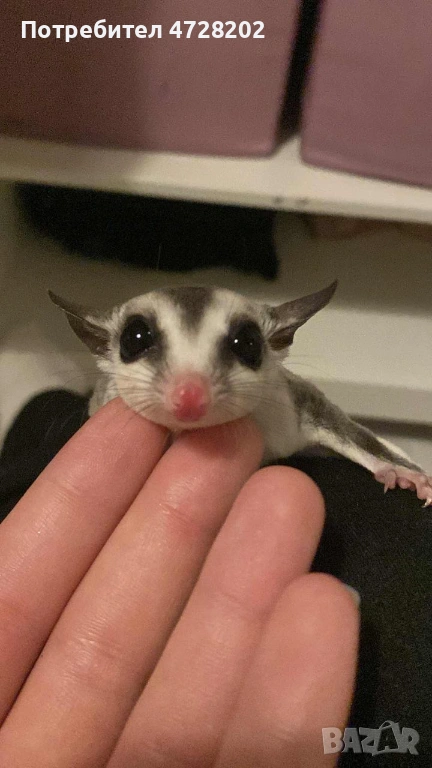 Подаряваме захарна катеричка, снимка 1