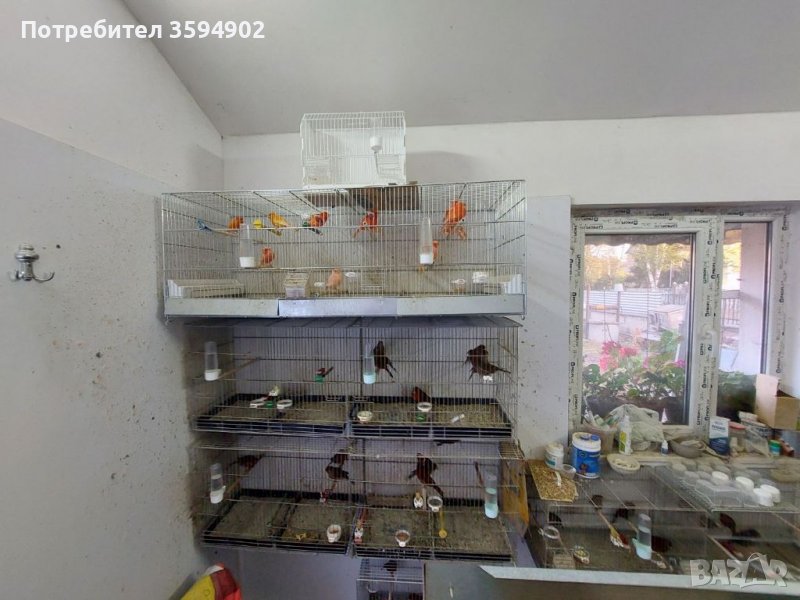 Канари в Канари в гр. София - ID39141904 — Bazar.bg