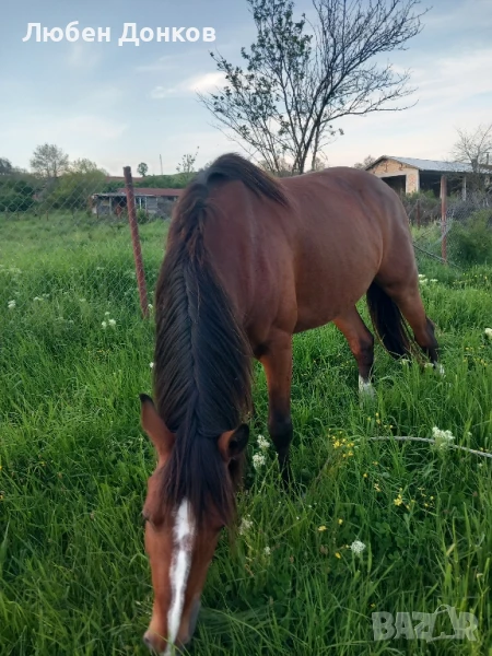 кон на шест години, снимка 1