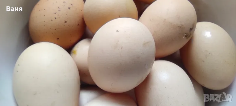 Яйца от пасищни кокошки, снимка 1