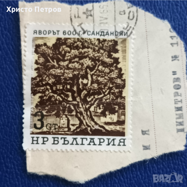 БЪЛГАРИЯ 1966 - ВЕКОВНИ ДЪРВЕТА, снимка 1