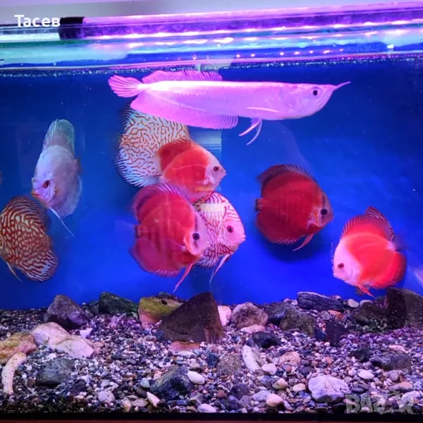 Дискуси различни видове , снимка 1