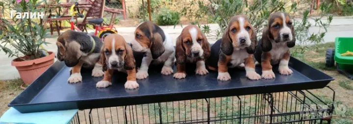 Басет, басетхаунд, басет хаунд , снимка 1