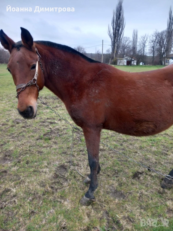 Продавам двандесет годишна кобила, снимка 1