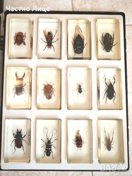 32 Броя Истински Буболечки Насекоми Хербарии Колекция , снимка 1