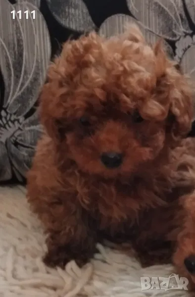 Той пудел тийкъп , снимка 1