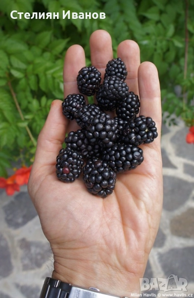 Къпина без бодли (Rubus fruticosus 'Thornfree'), снимка 1