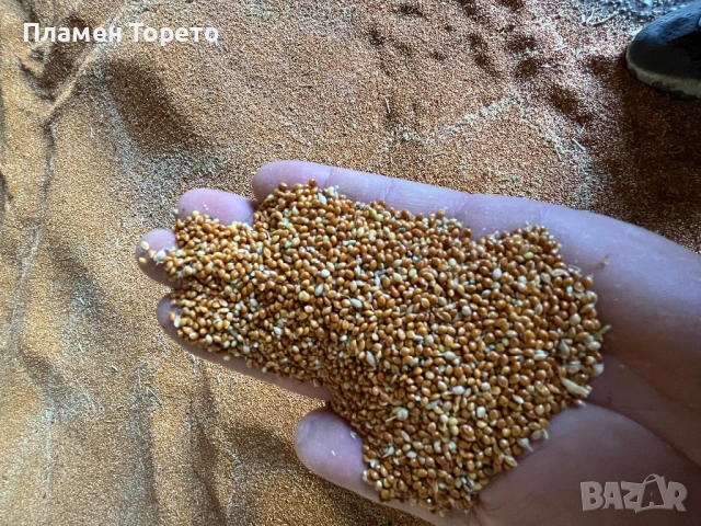 Продавам Пшеница, Просо, Слънчоглед и Леща - реколта 2025, снимка 2 - За селскостопански - 53101490