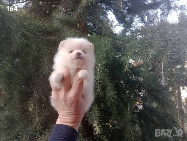 Бели мъжки и женски Померани. Реални снимки от 02.01.26 г., снимка 8 - Померан - 52908522