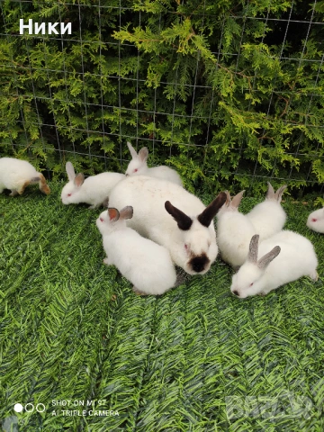 ПРОМО Калифорнийски 10лв