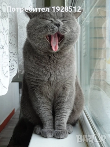 Мъжки късокосмест британец за разплод, снимка 5 - Британска късокосместа - 45709243