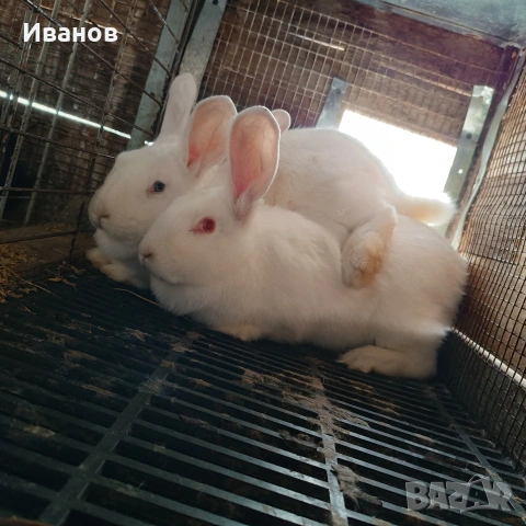 Продавам зайци., снимка 4 - Други - 28102153