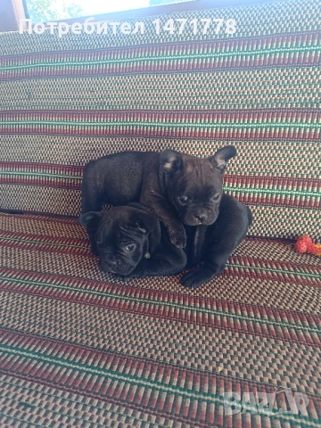 Френски булдог , снимка 5 - Френски булдог - 53188378