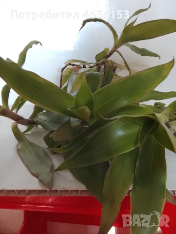 АРОМАТНА и ЛЕЧЕБНА КАЛИЗИЯ, снимка 2 - Стайни растения - 52521176