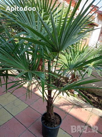 трахикарпус студоустойчиви палми 1.20–1.50, снимка 3 - Градински цветя и растения - 43204232