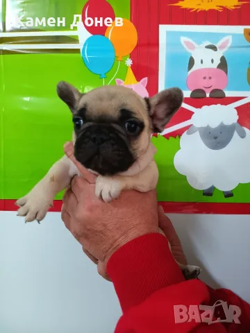 Френски булдог french bulldog , снимка 12 - Френски булдог - 56271586