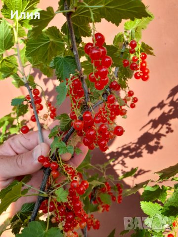 Червено френско грозде- големи растения, снимка 3 - Градински цветя и растения - 41485059