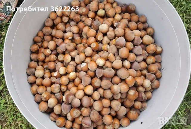 Лешник с черупка, снимка 2 - Домашни продукти - 56040908