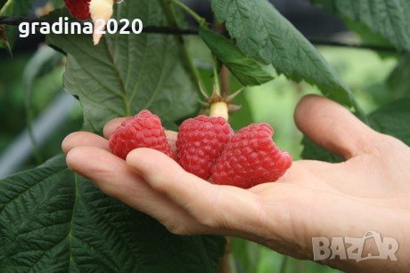 Налични 27 СОРТА МАЛИНИ, снимка 5 - Разсади - 39103096