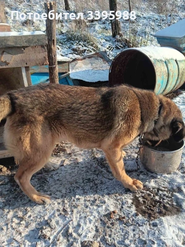 Подаряваме куче, снимка 8 - Изгубени/намерени - 52381561