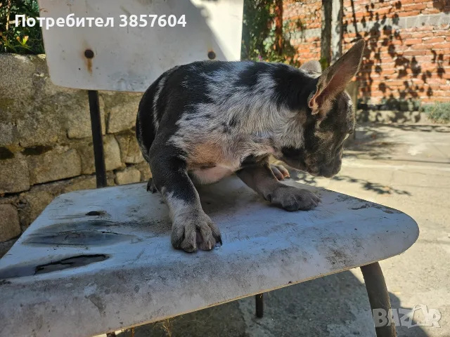Френски Булдог Синьо мерле , снимка 4 - Френски булдог - 55508725