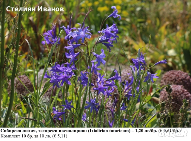 Сибирска лилия, татарски иксиолирион (Ixiolirion tataricum) –  луковици