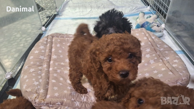 мини пуделчета / момчета и момичета, снимка 4 - Пудели - 53581267