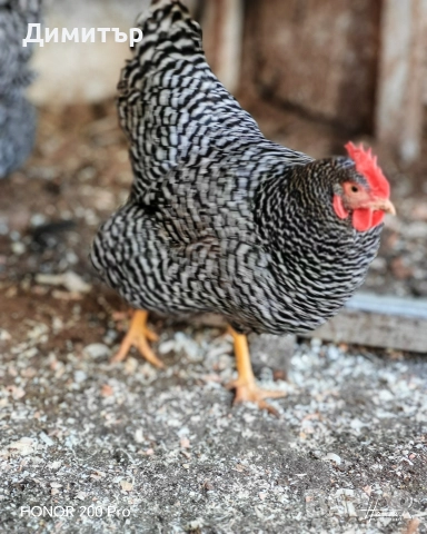 Разплодни яйца от Амрок, снимка 5 - Кокошки и пуйки - 52615792