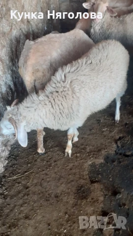Продавам агнета и овце, снимка 5 - Овце - 51152827